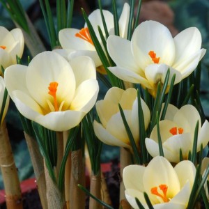 Krokuss "Cream Beauty"